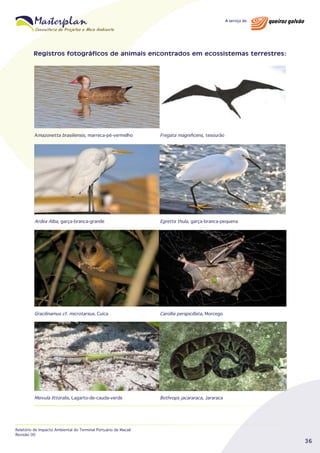 Registros fotográficos de animais encontrados em ecossistemas terrestres:

Amazonetta brasiliensis, marreca-pé-vermelho

Fregata magnificens, tesourão

Ardea Alba, garça-branca-grande

Egretta thula, garça-branca-pequena

Gracilinamus cf. microtarsus, Cuíca

Carollia perspicillata, Morcego

Meivula littoralis, Lagarto-de-cauda-verde

Bothrops jacararaca, Jararaca

Relatório de Impacto Ambiental do Terminal Portuário de Macaé
Revisão 00

36

 