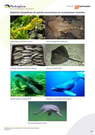 Registros fotográficos de animais encontrados em ecossistemas marinhos

Hippocampus reidi, Cavalo-marinho

Squatina guggenheim, Cação-anjo

Sardinella brasiliensis, Sardinha-verdadeira

Dasyatis centroura, Raia

Chelonia mydas, Tartaruga-verde

Megaptera novaeangliae, Baleia Jubarte

Pontoporia blainvillei, Toninha
Relatório de Impacto Ambiental do Terminal Portuário de Macaé
Revisão 00

37

 