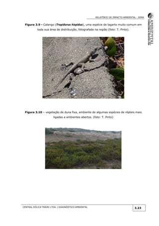 RELATÓRIO DE IMPACTO AMBIENTAL - RIMA
CENTRAL EÓLICA TRAIRI LTDA. | DIAGNÓSTICO AMBIENTAL
3.23
Figura 3.9 - Calango (Tropidurus hispidus), uma espécie de lagarto muito comum em
toda sua área de distribuição, fotografada na região (foto: T. Pinto).
Figura 3.10 – vegetação de duna fixa, ambiente de algumas espécies de répteis mais
ligadas a ambientes abertos. (foto: T. Pinto)
 