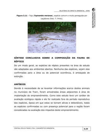RELATÓRIO DE IMPACTO AMBIENTAL - RIMA
CENTRAL EÓLICA TRAIRI LTDA. | DIAGNÓSTICO AMBIENTAL
3.24
Figura 3.11 - Tejo (Tupinambis merianae), espécie comum e muito perseguida por
caçadores (foto: T. Pinto).
SÍNTESE CONCLUSIVA SOBRE A COMPOSIÇÃO DA FAUNA DE
RÉPTEIS
De um modo geral, as espécies de répteis presentes na área de estudo
são adaptadas aos ambientes abertos. Nenhuma das espécies, sejam elas
confirmadas para a área ou de potencial ocorrência, é ameaçada de
extinção.
ANFÍBIOS
Devido à necessidade de se levantar informações acerca destes animais
no município de Trairi, foram amostradas áreas adjacentes à área de
implantação do empreendimento. Como este estudo teve um caráter de
avaliação ecológica rápida e ele foi realizado fora do período reprodutivo
das espécies, época em que estas se tornam ativas e detectáveis, todas
as espécies confirmadas ou com presença potencial para a região foram
consideradas na avaliação dos impactos deste empreendimento.
 