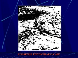CONSEGUE ENCONTRAR O CÃO?  