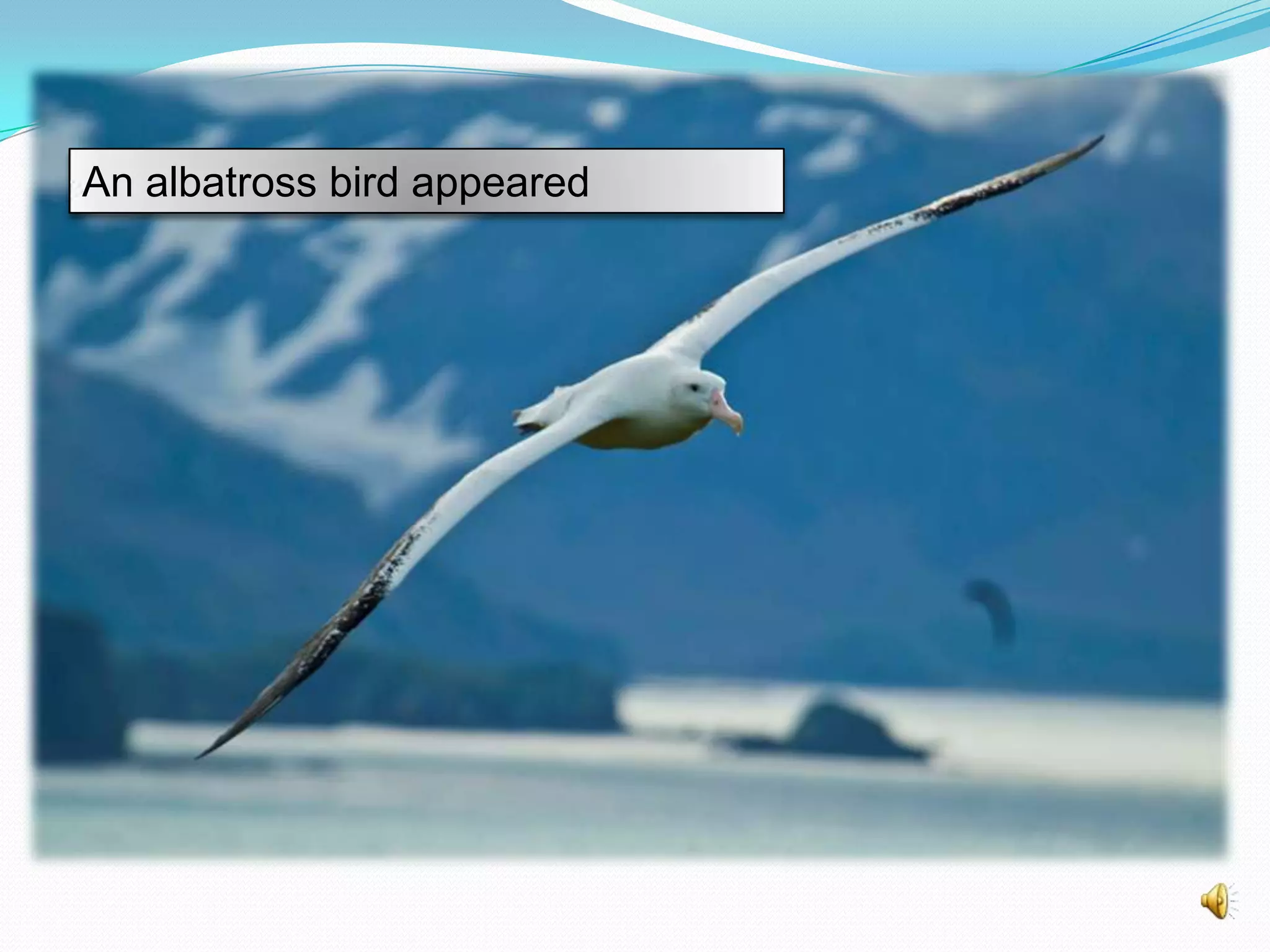 An albatross bird appeared

 