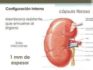Configuración Interna
                        cápsula fibrosa
Membrana resistente
que envuelve al
órgano



      Evita
  infecciones


  1 mm de
  espesor
 