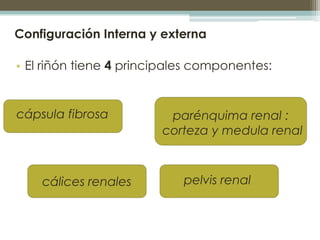 Configuración Interna y externa

• El riñón tiene 4 principales componentes:


cápsula fibrosa          parénquima renal :...