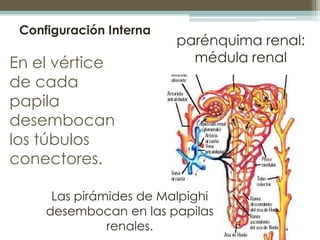 Configuración Interna
                         parénquima renal:
En el vértice              médula renal
de cada
papila
de...