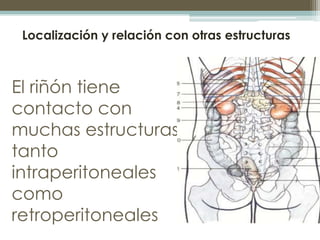 Localización y relación con otras estructuras



El riñón tiene
contacto con
muchas estructuras
tanto
intraperitoneales
co...