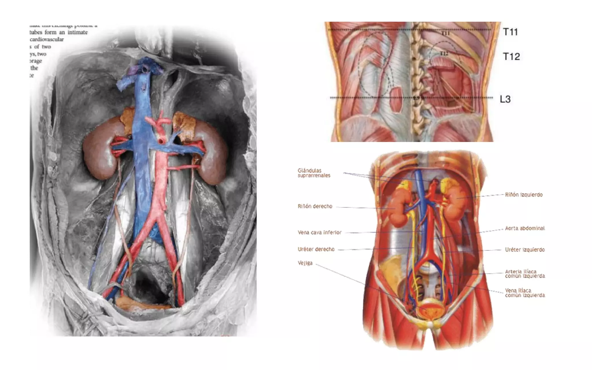 Anatomía del Riñón | PDF