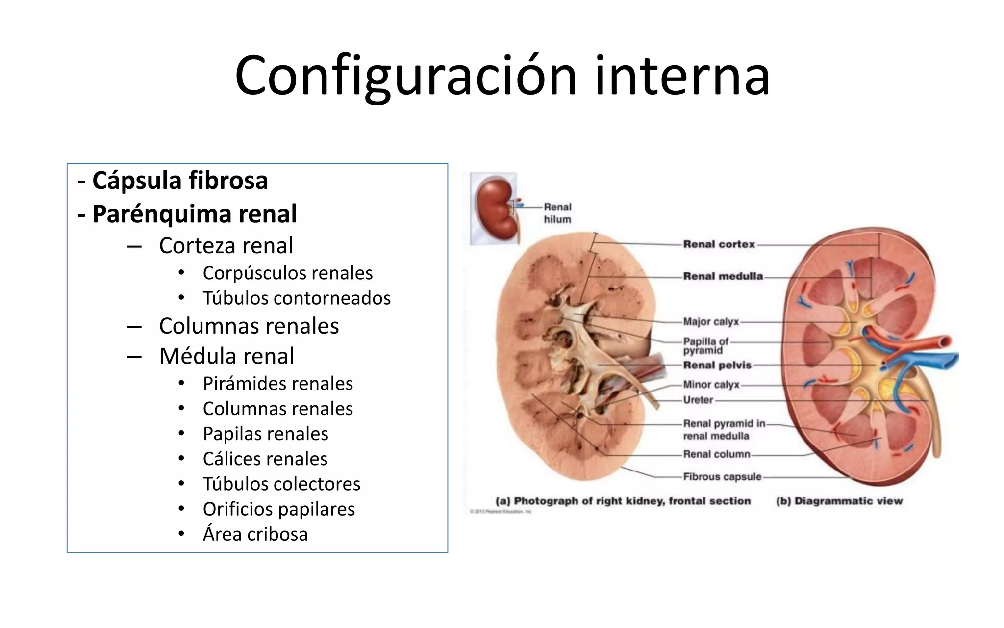 Anatomía del Riñón | PDF