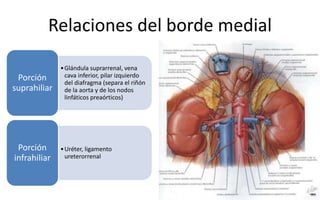 Relaciones del borde medial
•Glándula suprarrenal, vena
cava inferior, pilar izquierdo
del diafragma (separa el riñón
de la aorta y de los nodos
linfáticos preaórticos)
Porción
suprahiliar
•Uréter, ligamento
ureterorrenal
Porción
infrahiliar
 