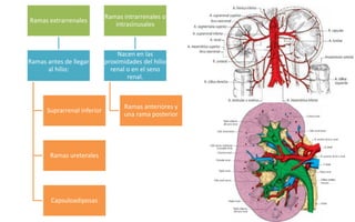 Ramas extrarrenales
Ramas antes de llegar
al hilio:
Suprarrenal inferior
Ramas ureterales
Capsuloadiposas
Ramas intrarrenales o
intrasinusales
Nacen en las
proximidades del hilio
renal o en el seno
renal.
Ramas anteriores y
una rama posterior
 