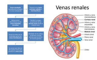 Anatomía del Riñón | PDF