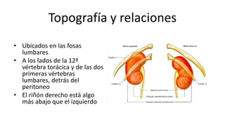 Topografía y relaciones
• Ubicados en las fosas
lumbares
• A los lados de la 12ª
vértebra torácica y de las dos
primeras vértebras
lumbares, detrás del
peritoneo
• El riñón derecho está algo
más abajo que el izquierdo
 