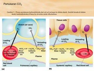 Pertukaran CO2
Gambar 3 : Proses pertukaran karbondioksida dari sel-sel jaringan ke dalam darah. Setelah berada di dalam
darah, karbondioksida di bawa ke alveolus untuk dikeluarkan.
 