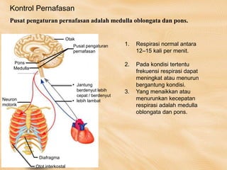 Kontrol Pernafasan
1. Respirasi normal antara
12–15 kali per menit.
2. Pada kondisi tertentu
frekuensi respirasi dapat
meningkat atau menurun
bergantung kondisi.
3. Yang menaikkan atau
menurunkan kecepatan
respirasi adalah medulla
oblongata dan pons.
Pons
Medulla
Otak
Pusat pengaturan
pernafasan
Neuron
motorik
Otot interkostal
Diafragma
Jantung
berdenyut lebih
cepat / berdenyut
lebih lambat
Pusat pengaturan pernafasan adalah medulla oblongata dan pons.
 