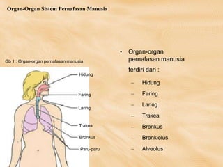 Organ-Organ Sistem Pernafasan Manusia
• Organ-organ
pernafasan manusia
terdiri dari :
– Hidung
– Faring
– Laring
– Trakea
– Bronkus
– Bronkiolus
– Alveolus
Hidung
Faring
Laring
Trakea
Bronkus
Paru-paru
Gb 1 : Organ-organ pernafasan manusia
 