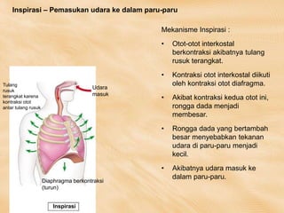 Tulang
rusuk
terangkat karena
kontraksi otot
antar tulang rusuk
Udara
masuk
Diaphragma berkontraksi
(turun)
Inspirasi
Inspirasi – Pemasukan udara ke dalam paru-paru
Mekanisme Inspirasi :
• Otot-otot interkostal
berkontraksi akibatnya tulang
rusuk terangkat.
• Kontraksi otot interkostal diikuti
oleh kontraksi otot diafragma.
• Akibat kontraksi kedua otot ini,
rongga dada menjadi
membesar.
• Rongga dada yang bertambah
besar menyebabkan tekanan
udara di paru-paru menjadi
kecil.
• Akibatnya udara masuk ke
dalam paru-paru.
 