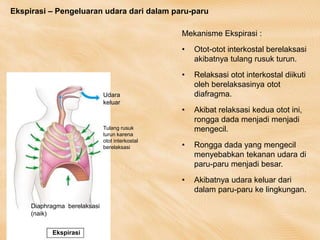 Tulang rusuk
turun karena
otot interkostal
berelaksasi
Udara
keluar
Diaphragma berelaksasi
(naik)
Ekspirasi
Ekspirasi – Pengeluaran udara dari dalam paru-paru
Mekanisme Ekspirasi :
• Otot-otot interkostal berelaksasi
akibatnya tulang rusuk turun.
• Relaksasi otot interkostal diikuti
oleh berelaksasinya otot
diafragma.
• Akibat relaksasi kedua otot ini,
rongga dada menjadi menjadi
mengecil.
• Rongga dada yang mengecil
menyebabkan tekanan udara di
paru-paru menjadi besar.
• Akibatnya udara keluar dari
dalam paru-paru ke lingkungan.
 