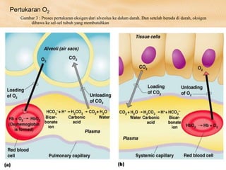 Pertukaran O2
Gambar 3 : Proses pertukaran oksigen dari alveolus ke dalam darah. Dan setelah berada di darah, oksigen
dibawa ke sel-sel tubuh yang membutuhkan
 