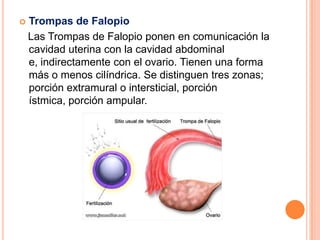    Trompas de Falopio
    Las Trompas de Falopio ponen en comunicación la
    cavidad uterina con la cavidad abdominal
    e, indirectamente con el ovario. Tienen una forma
    más o menos cilíndrica. Se distinguen tres zonas;
    porción extramural o intersticial, porción
    ístmica, porción ampular.
 