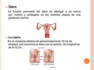    Útero
    La función primordial del útero es albergar a un nuevo
    ser, nutrirlo y protegerlo en las distintas etapas de una
    gestación normal.




   La vagina
    Es un conducto elástico de aproximadamente 10 cm de
    longitud, que comunica al útero con el exterior. Su longitud es
    de 8-12 cm.
 