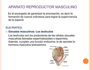 APARATO REPRODUCTOR MASCULINO
  Es el encargado de garantizar la procreación, es decir la
  formación de nuevos individuos para lograr la supervivencia
  de la especie

SUS PARTES:
 Gónadas masculinas: Los testículos

  Los testículos son los productores de las células sexuales
  masculinas llamadas espermatozoides o espermios.
  Además, cumplen una función endocrina: la de secretar la
  hormona masculina testosterona.
 