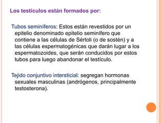 Los testículos están formados por:

Tubos seminíferos: Estos están revestidos por un
 epitelio denominado epitelio seminífero que
 contiene a las células de Sértoli (o de sostén) y a
 las células espermatogénicas que darán lugar a los
 espermatozoides, que serán conducidos por estos
 tubos para luego abandonar el testículo.

Tejido conjuntivo intersticial: segregan hormonas
 sexuales masculinas (andrógenos, principalmente
 testosterona).
 