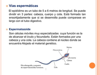    Vías espermáticas
    El epidídimo es un tubo de 5 a 6 metros de longitud. Se puede
    dividir en 3 partes: cabeza, cuerpo y cola. Está formado tan
    ensortijadamente que si se desenrolla puede comparase en
    largo con el tubo digestivo.

   Espermatozoide
    Son células móviles muy especializadas cuya función es la
    de alcanzar el óvulo y fecundarlo. Están formados por una
    cabeza y una cola. La cabeza contiene al núcleo donde se
    encuentra Alojado el material genético.
 
