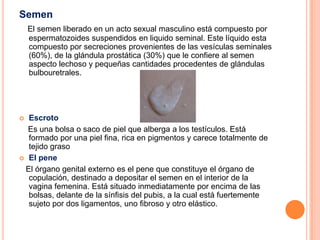 Semen
    El semen liberado en un acto sexual masculino está compuesto por
    espermatozoides suspendidos en liquido seminal. Este líquido esta
    compuesto por secreciones provenientes de las vesículas seminales
    (60%), de la glándula prostática (30%) que le confiere al semen
    aspecto lechoso y pequeñas cantidades procedentes de glándulas
    bulbouretrales.




 Escroto
  Es una bolsa o saco de piel que alberga a los testículos. Está
  formado por una piel fina, rica en pigmentos y carece totalmente de
  tejido graso
 El pene

 El órgano genital externo es el pene que constituye el órgano de
  copulación, destinado a depositar el semen en el interior de la
  vagina femenina. Está situado inmediatamente por encima de las
  bolsas, delante de la sínfisis del pubis, a la cual está fuertemente
  sujeto por dos ligamentos, uno fibroso y otro elástico.
 