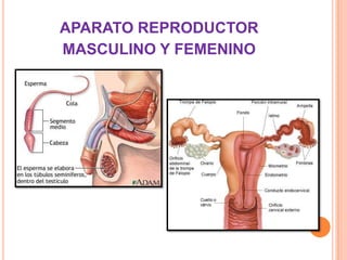 APARATO REPRODUCTOR
MASCULINO Y FEMENINO
 