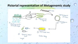 Pictorial representation of Metagenomic study
 