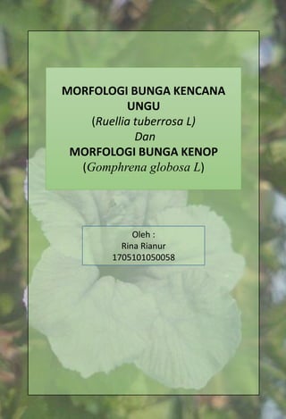 MORFOLOGI BUNGA KENCANA
UNGU
(Ruellia tuberrosa L)
Dan
MORFOLOGI BUNGA KENOP
(Gomphrena globosa L)
Oleh :
Rina Rianur
1705101050058
 