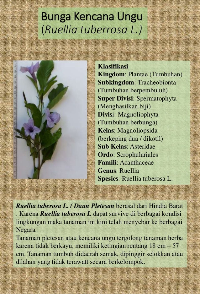 Identifikasi Bunga Kencana Ruellia Tuberrosa Dan Bunga Kenop Gomph