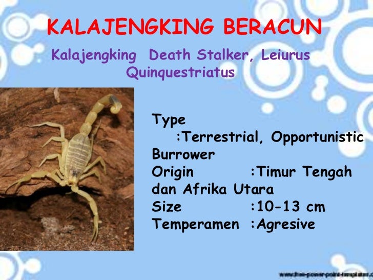 Kalajengking
