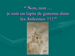 “  Non, non …  je suis un lapin de garenne dans  les Ardennes  ! ! !  ” 