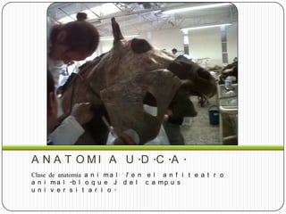 A N A T O M I A U .D .C .A .
Clase de anatomía a n i m a l 1 e n e l a n f i t e a t r o
a n i m a l -b l o q u e J d e l c a m p u s
u n i v e r s i t a r i o .
 