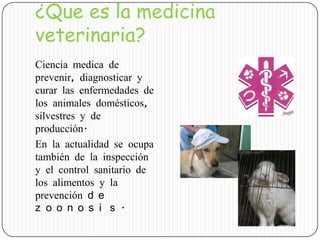 ¿Que es la medicina
veterinaria?
Ciencia medica de
prevenir, diagnosticar y
curar las enfermedades de
los animales domésticos,
silvestres y de
producción.
En la actualidad se ocupa
también de la inspección
y el control sanitario de
los alimentos y la
prevención d e
z o o n o s i s .
 