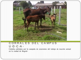 C O R R A L E S D E L C A M P U S
U .D .C .A .
Caballos jubilados por la campaña de exterminio del trabajo de tracción animal
en la ciudad de Bogotá.
 
