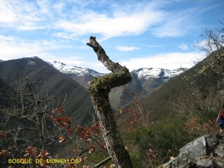 BOSQUE  DE  MUNIELLOS 