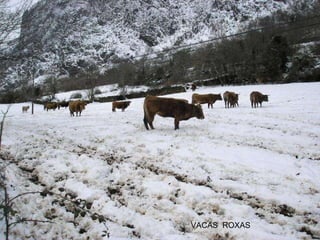 VACAS  ROXAS 