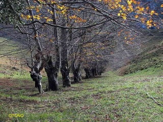 OTOÑO 