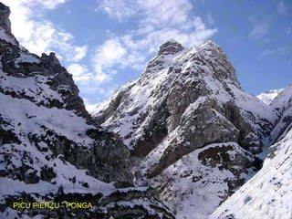 PICU PIERZU - PONGA 