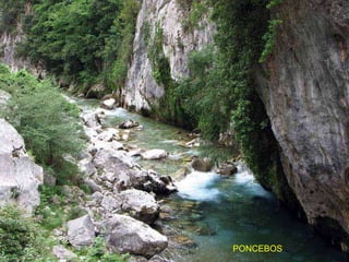 PONCEBOS 