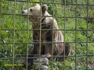 SENDA DEL OSO 