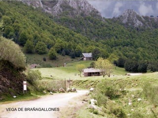 VEGA DE BRAÑAGALLONES 