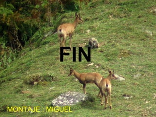 FIN MONTAJE : MIGUEL 