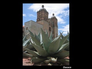Oaxaca
 