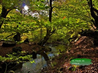 El Faedo de
Ciñera
Ciñera
 