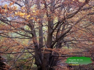 Hayedo de los
Arbalejos
Carbonera
 
