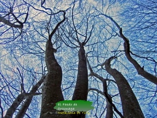 El Faedo de
Orzonaga
Matallana de Torío
 