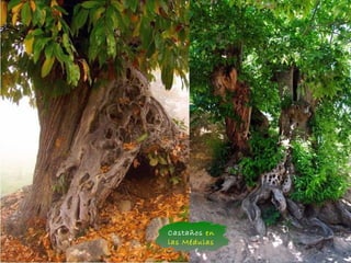 Castaños en
las Médulas
 